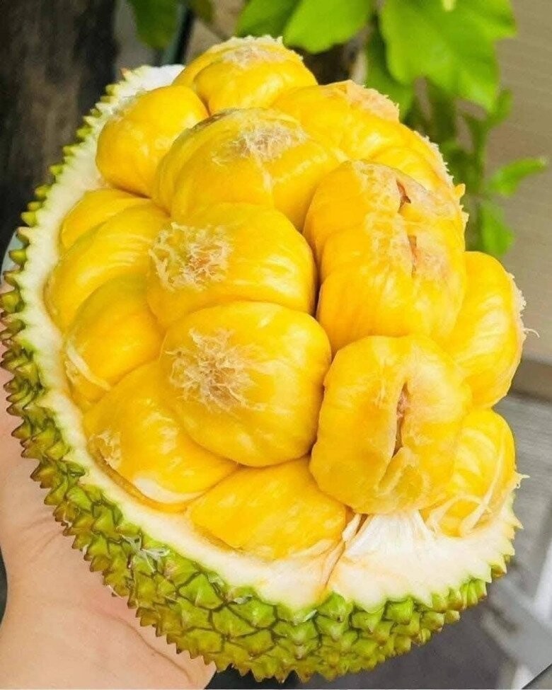 Quả có vỏ lạ như na, múi vàng thơm ngọt, từng bị chặt bỏ nay thành đặc sản Quả có vỏ lạ như na, múi vàng thơm ngọt, từng bị chặt bỏ nay thành đặc sản