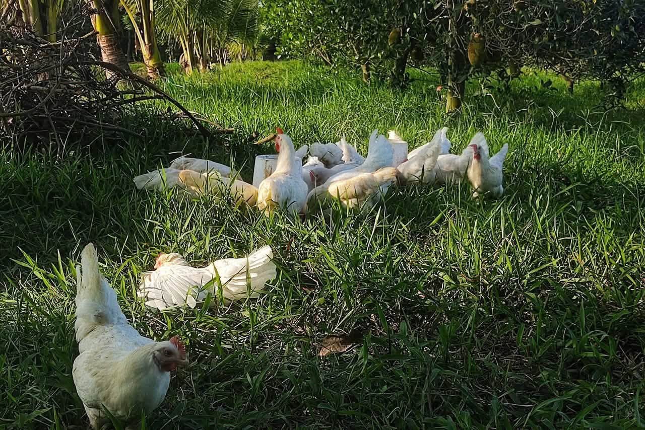 Khu vườn đa tầng giữa vùng gió Lào, quanh năm có rau sạch thu hoạch Khu vườn đa tầng giữa vùng gió Lào, quanh năm có rau sạch thu hoạch