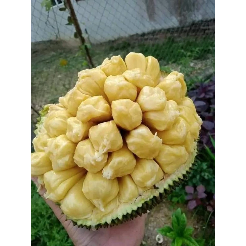 Quả có vỏ lạ như na, múi vàng thơm ngọt, từng bị chặt bỏ nay thành đặc sản Quả có vỏ lạ như na, múi vàng thơm ngọt, từng bị chặt bỏ nay thành đặc sản