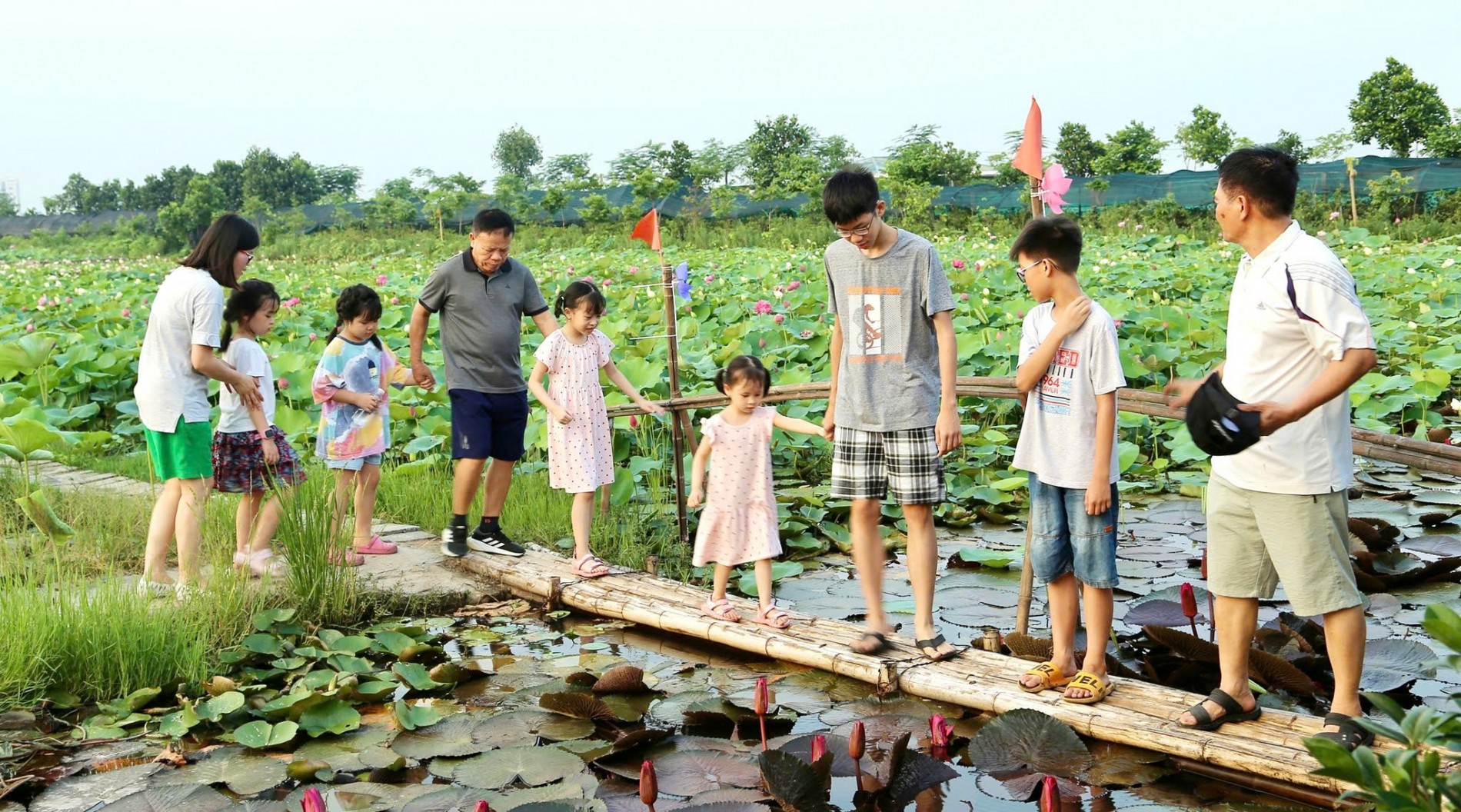 Sen - Từ hương sắc truyền thống đến giá trị kinh tế đa chiều Sen - Từ hương sắc truyền thống đến giá trị kinh tế đa chiều
