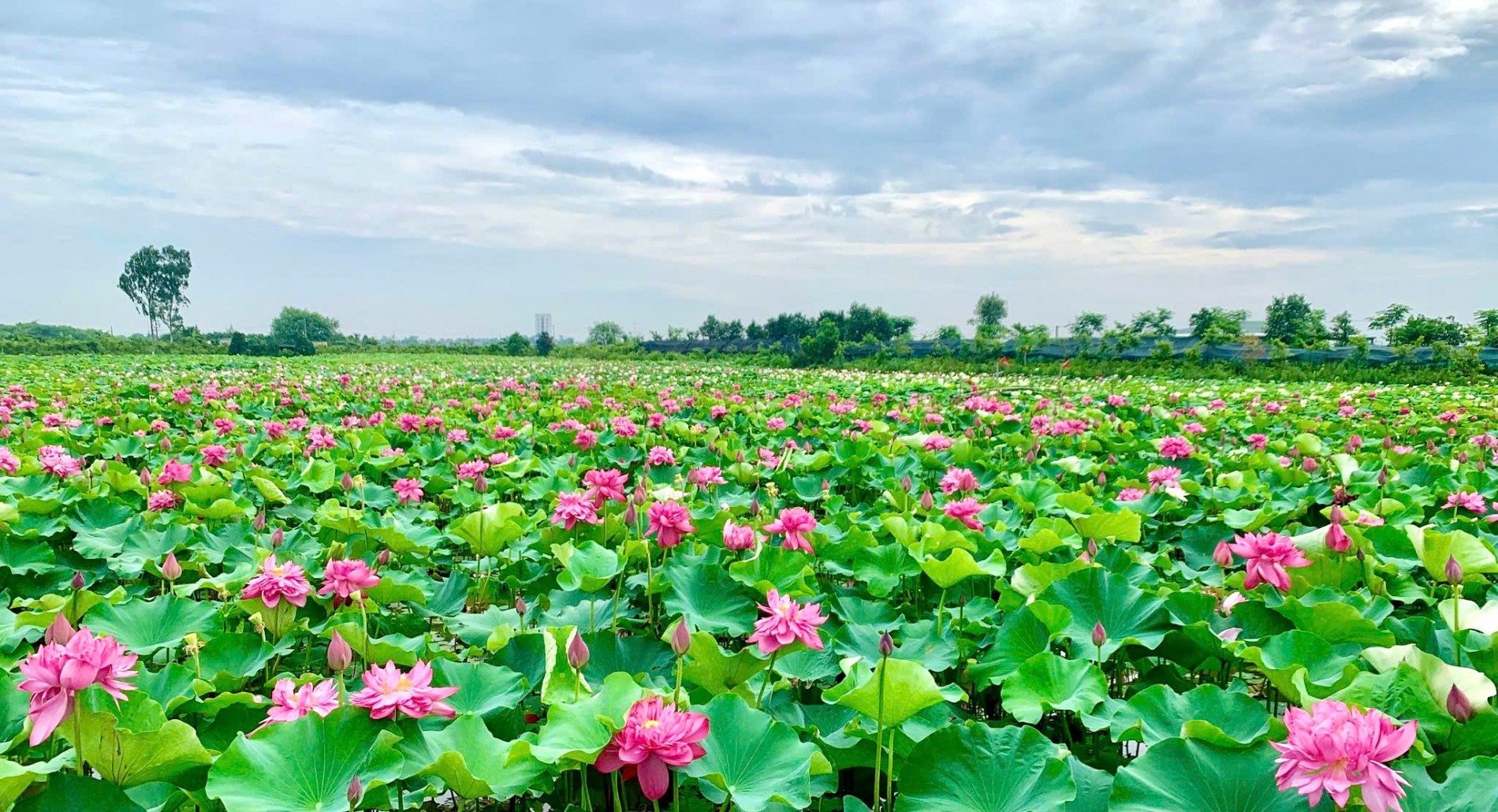 Sen - Từ hương sắc truyền thống đến giá trị kinh tế đa chiều Sen - Từ hương sắc truyền thống đến giá trị kinh tế đa chiều
