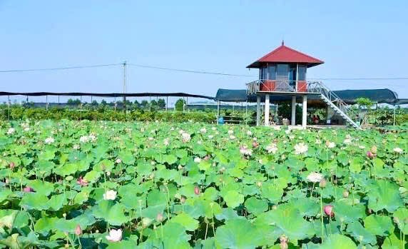Sen - Từ hương sắc truyền thống đến giá trị kinh tế đa chiều Sen - Từ hương sắc truyền thống đến giá trị kinh tế đa chiều