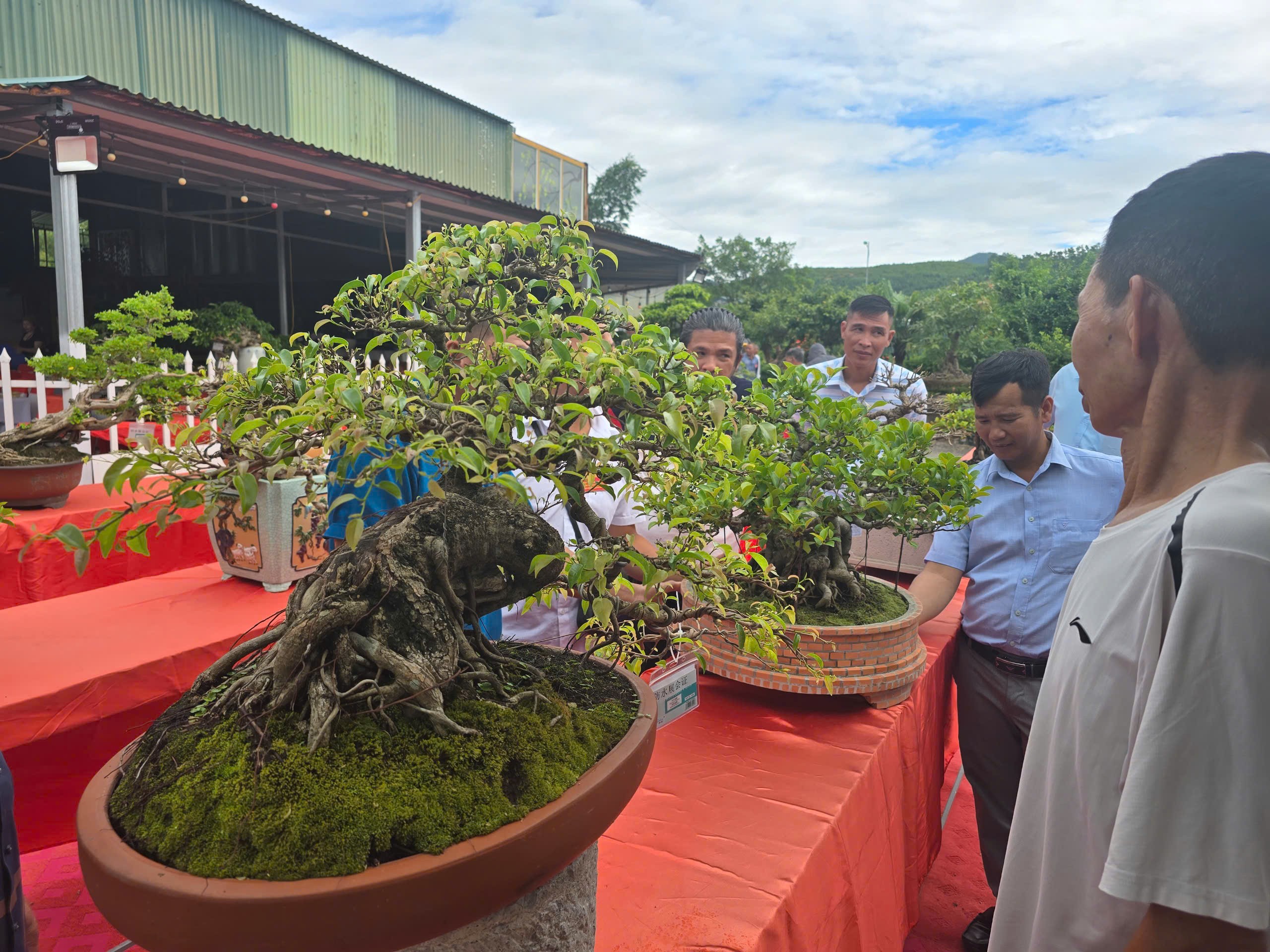 Quảng Ninh: Bonsai nghệ thuật – Góp thêm sắc xanh cho vận hội mới Quảng Ninh: Bonsai nghệ thuật – Góp thêm sắc xanh cho vận hội mới