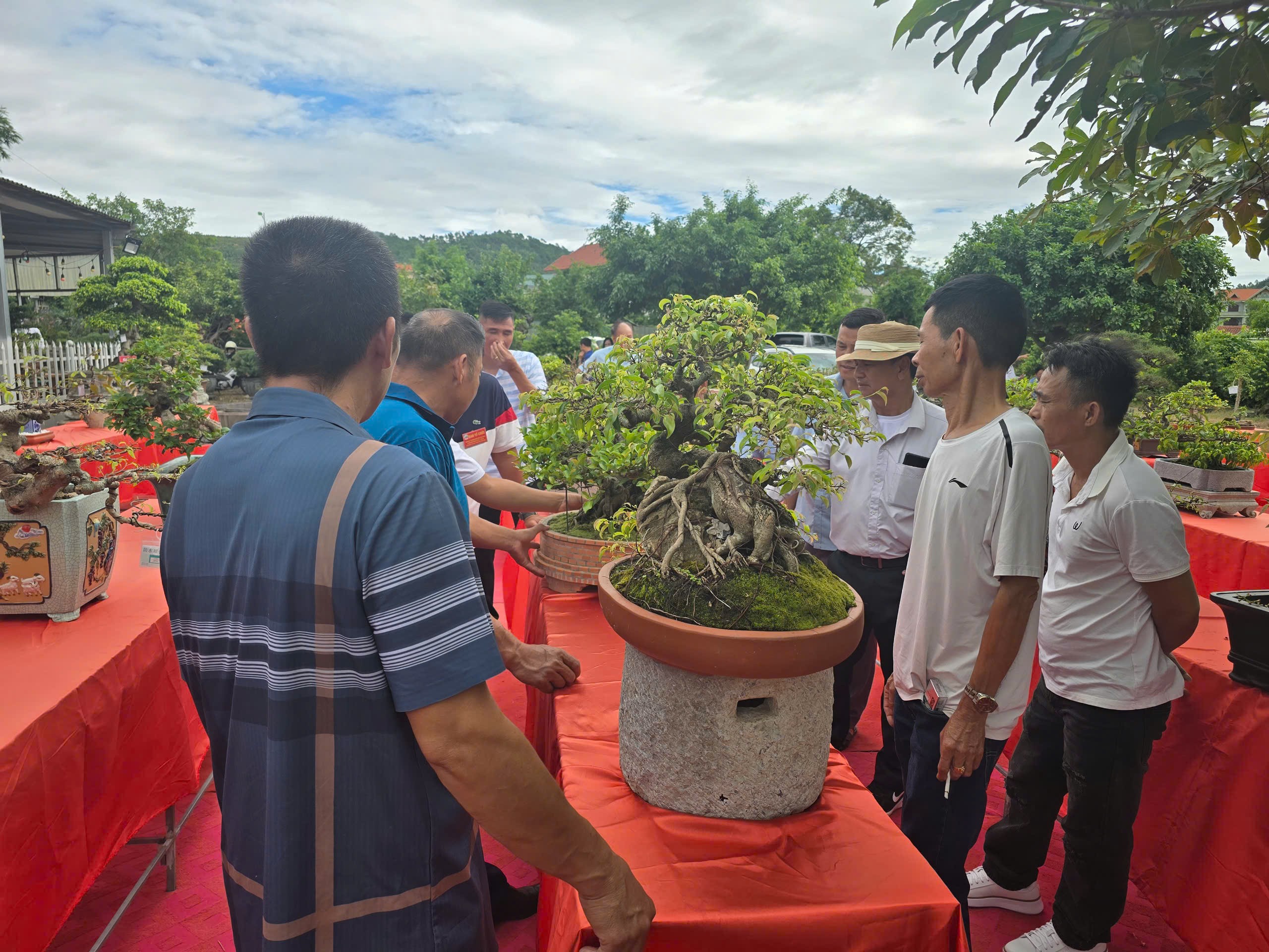 Quảng Ninh: Bonsai nghệ thuật – Góp thêm sắc xanh cho vận hội mới Quảng Ninh: Bonsai nghệ thuật – Góp thêm sắc xanh cho vận hội mới