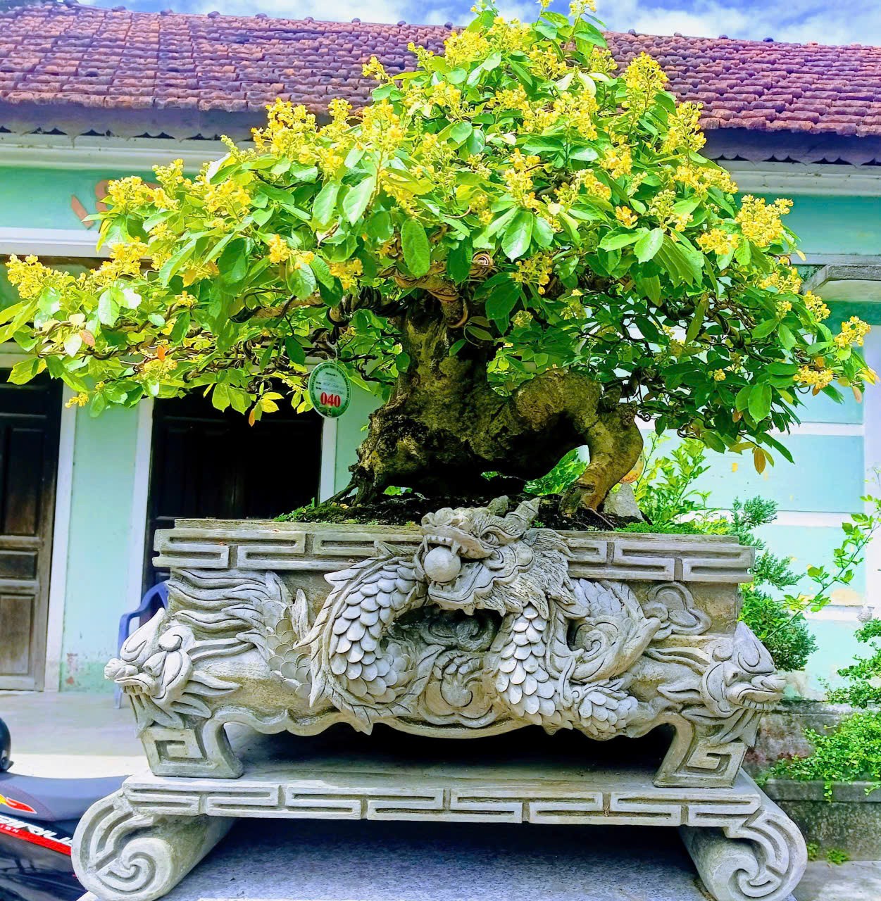 Độc đáo tác phẩm bonsai Cò Ke “Cổ mộc kỳ lân” bung lụa khoe sắc tại triển lãm sinh vật cảnh Gia Lai Độc đáo tác phẩm bonsai Cò Ke “Cổ mộc kỳ lân” bung lụa khoe sắc tại triển lãm sinh vật cảnh Gia Lai