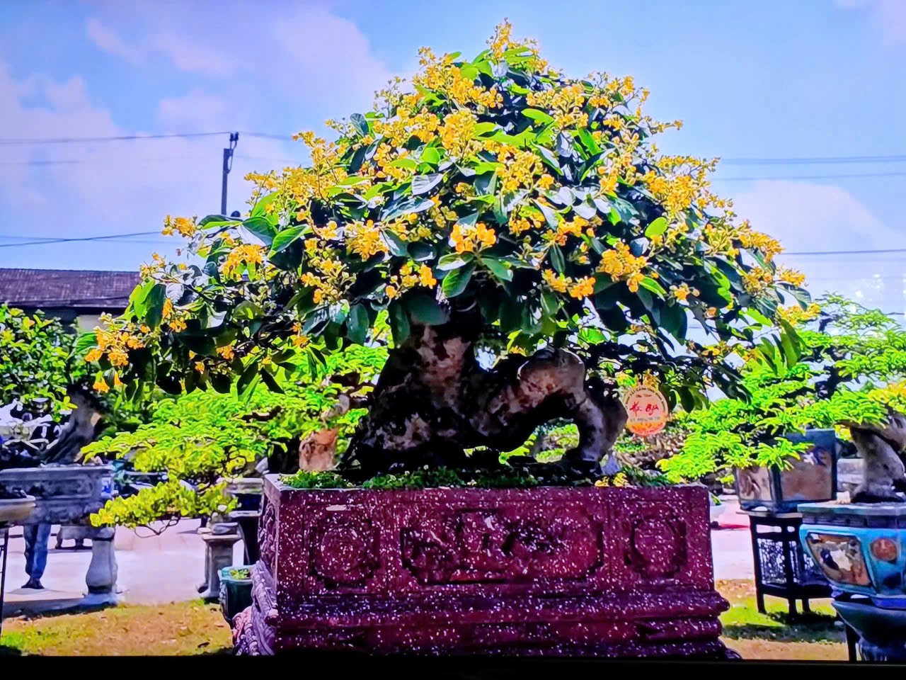 Độc đáo tác phẩm bonsai Cò Ke “Cổ mộc kỳ lân” bung lụa khoe sắc tại triển lãm sinh vật cảnh Gia Lai Độc đáo tác phẩm bonsai Cò Ke “Cổ mộc kỳ lân” bung lụa khoe sắc tại triển lãm sinh vật cảnh Gia Lai