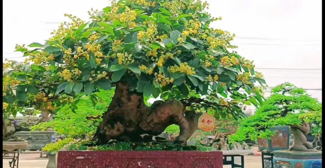 Độc đáo tác phẩm bonsai Cò Ke “Cổ mộc kỳ lân” bung lụa khoe sắc tại triển lãm sinh vật cảnh Gia Lai Độc đáo tác phẩm bonsai Cò Ke “Cổ mộc kỳ lân” bung lụa khoe sắc tại triển lãm sinh vật cảnh Gia Lai