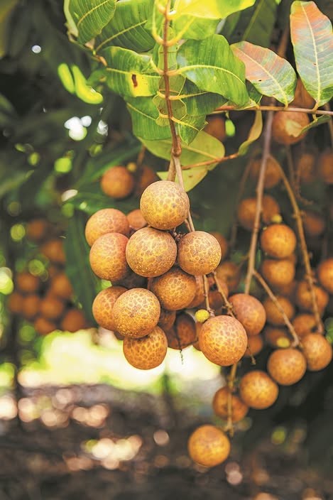 Trung Quốc: Đột phá công nghệ lai tạo giữa nhãn và vải lần đầu tiên trên thế giới Trung Quốc: Đột phá công nghệ lai tạo giữa nhãn và vải lần đầu tiên trên thế giới
