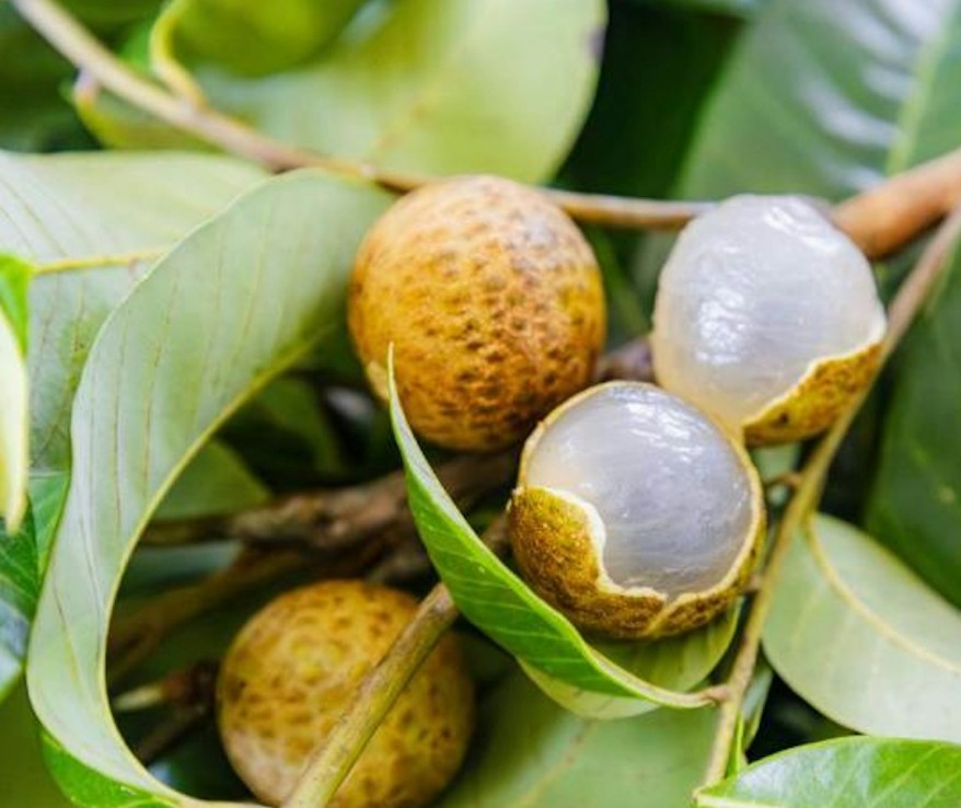 Trung Quốc: Đột phá công nghệ lai tạo giữa nhãn và vải lần đầu tiên trên thế giới Trung Quốc: Đột phá công nghệ lai tạo giữa nhãn và vải lần đầu tiên trên thế giới