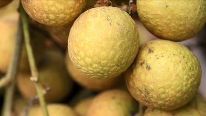 Trung Quốc: Đột phá công nghệ lai tạo giữa nhãn và vải lần đầu tiên trên thế giới Trung Quốc: Đột phá công nghệ lai tạo giữa nhãn và vải lần đầu tiên trên thế giới