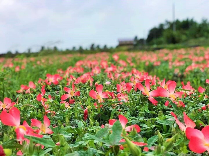 Sâm Bố Chính bén rễ trên đất Thái Nguyên, mở hướng phát triển mới