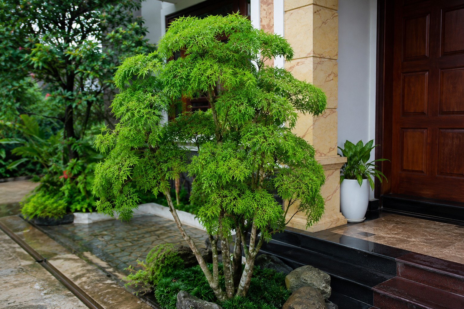 Những sai lầm phổ biến khi ăn lá đinh lăng khiến bổ hóa độc Những sai lầm phổ biến khi ăn lá đinh lăng khiến bổ hóa độc