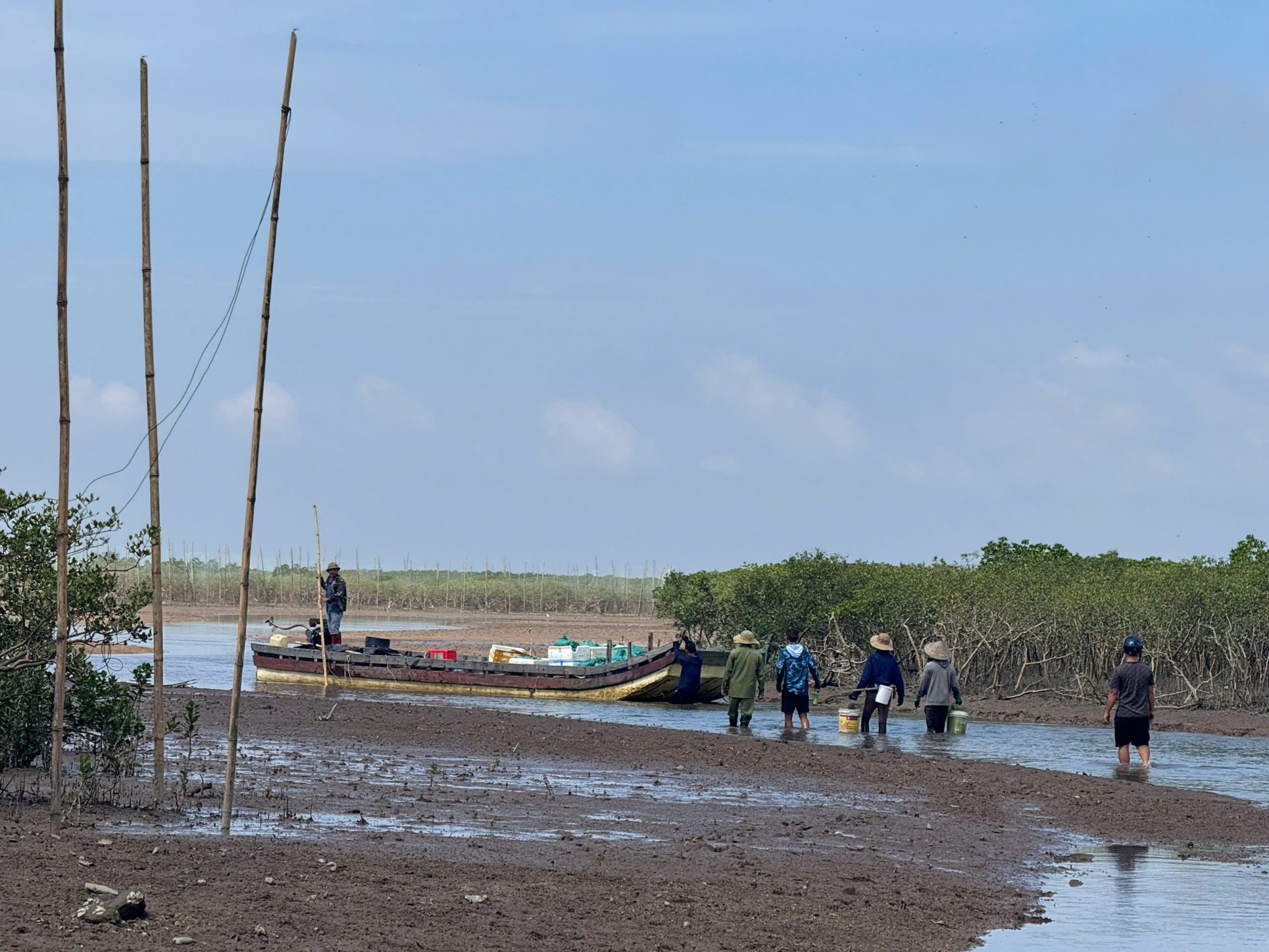 Quảng Ninh: Mở rộng không gian sinh kế từ những cánh rừng ngập mặn Quảng Ninh: Mở rộng không gian sinh kế từ những cánh rừng ngập mặn