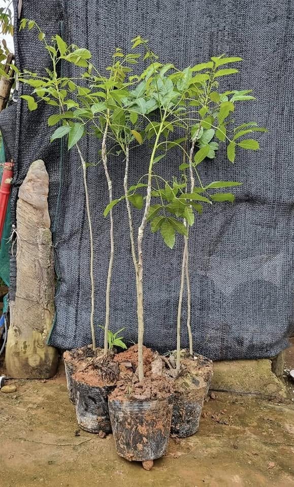 2 loại cây chịu rét, hợp đất đồi đang giúp một nông dân Lạng Sơn đổi vận 2 loại cây chịu rét, hợp đất đồi đang giúp một nông dân Lạng Sơn đổi vận