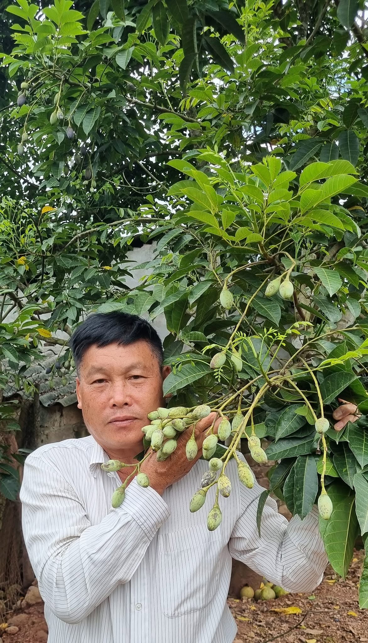 2 loại cây chịu rét, hợp đất đồi đang giúp một nông dân Lạng Sơn đổi vận 2 loại cây chịu rét, hợp đất đồi đang giúp một nông dân Lạng Sơn đổi vận