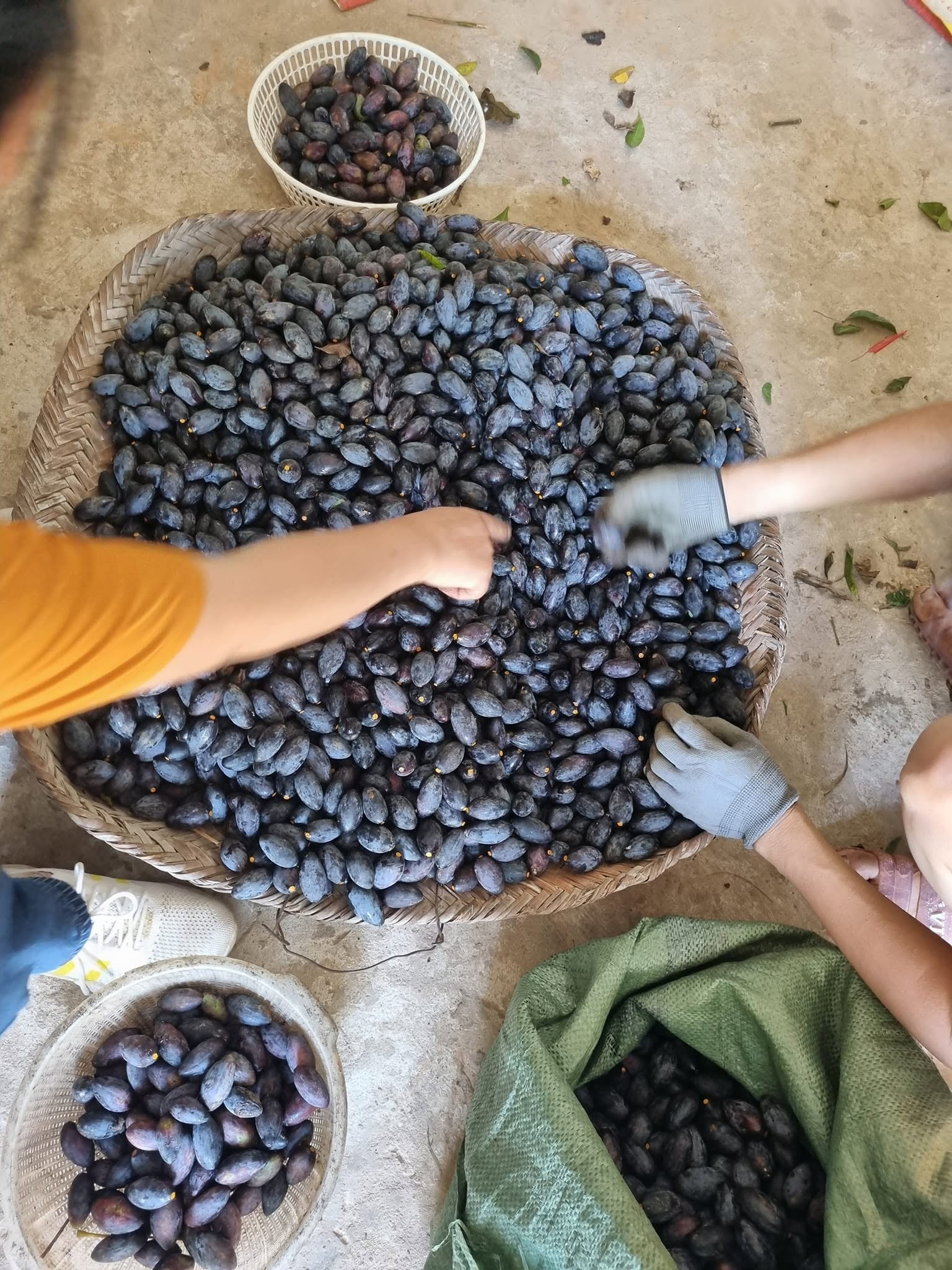 2 loại cây chịu rét, hợp đất đồi đang giúp một nông dân Lạng Sơn đổi vận 2 loại cây chịu rét, hợp đất đồi đang giúp một nông dân Lạng Sơn đổi vận