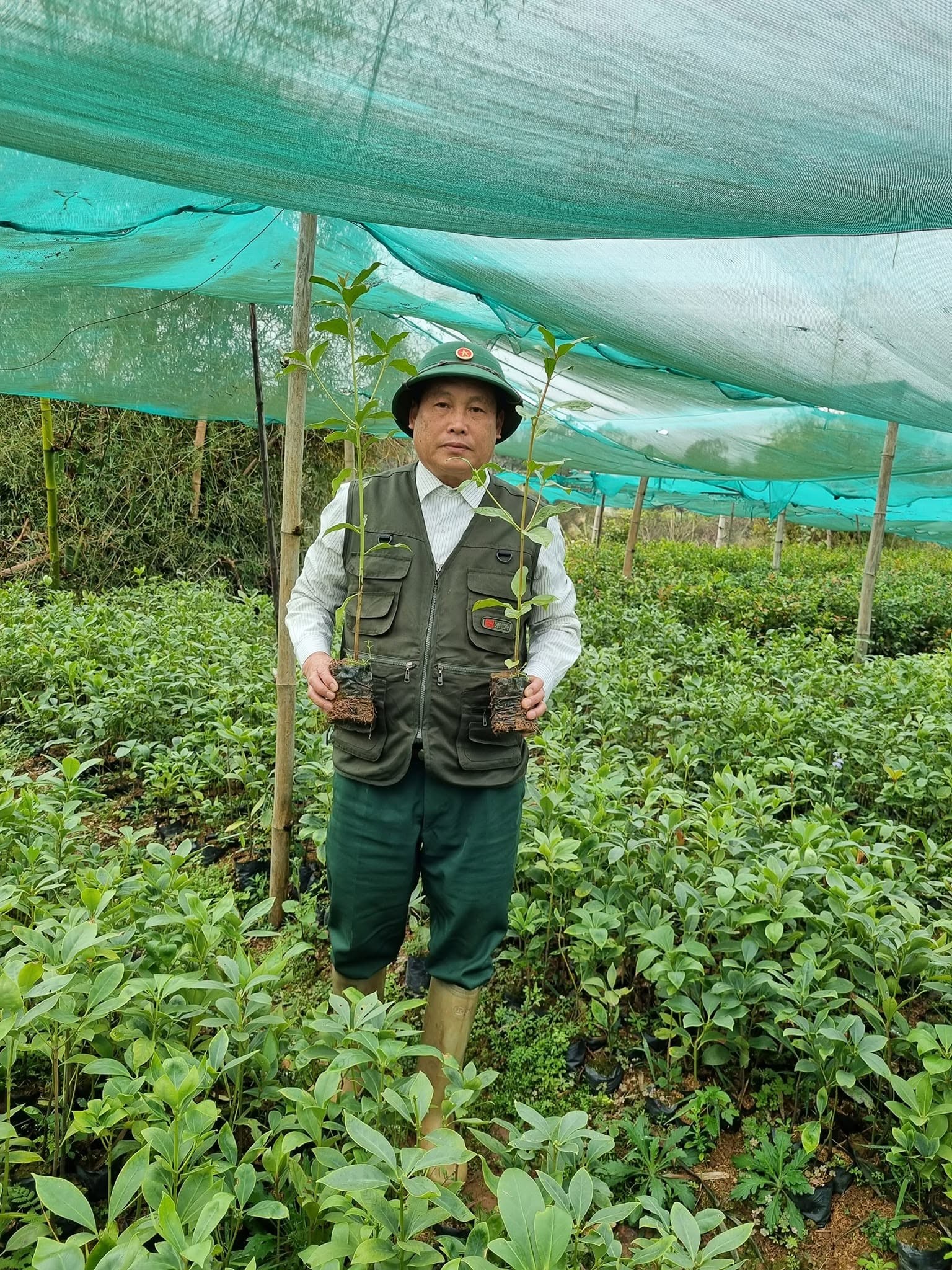 2 loại cây chịu rét, hợp đất đồi đang giúp một nông dân Lạng Sơn đổi vận 2 loại cây chịu rét, hợp đất đồi đang giúp một nông dân Lạng Sơn đổi vận