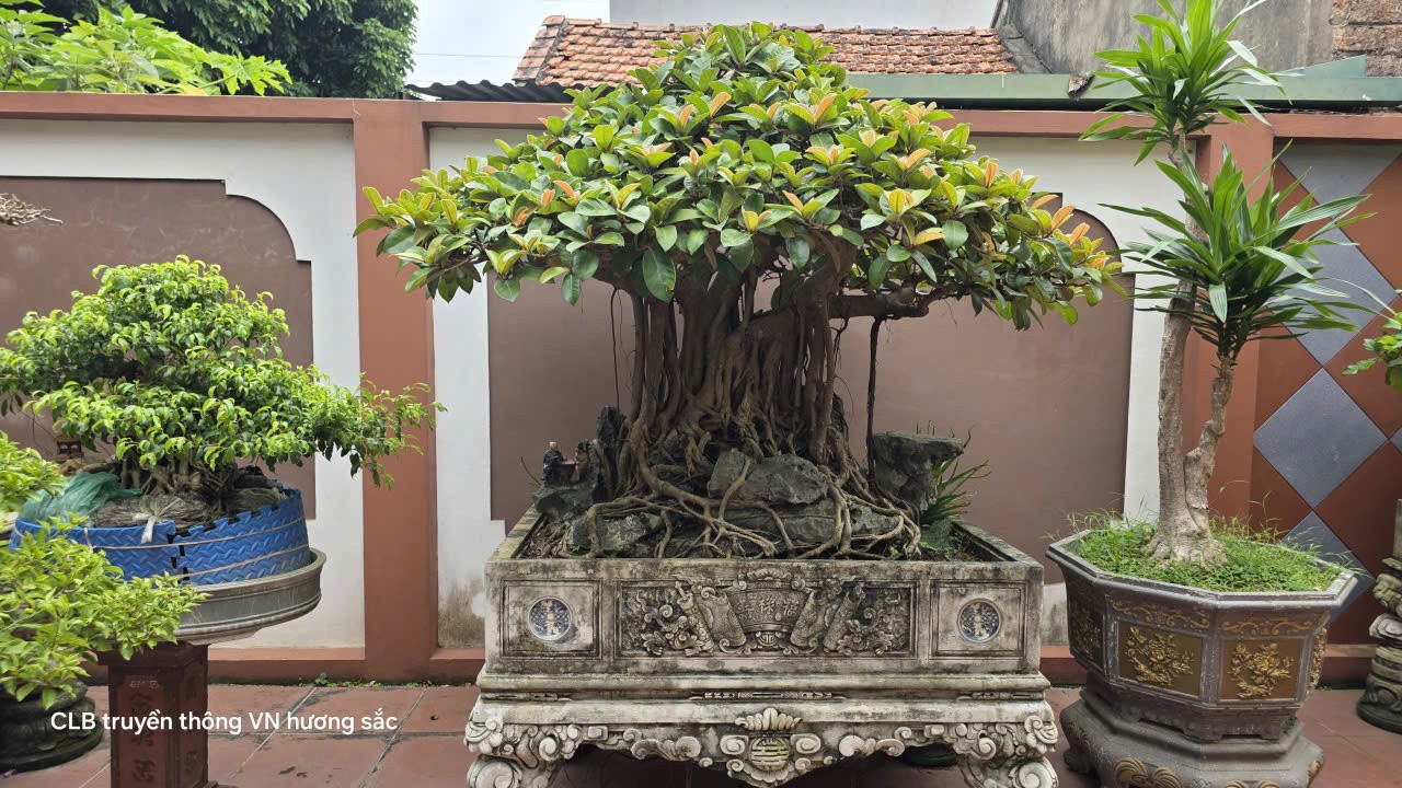 Không gian sống xanh và tình yêu bonsai gần 30 năm của nghệ nhân Phùng Văn Thường