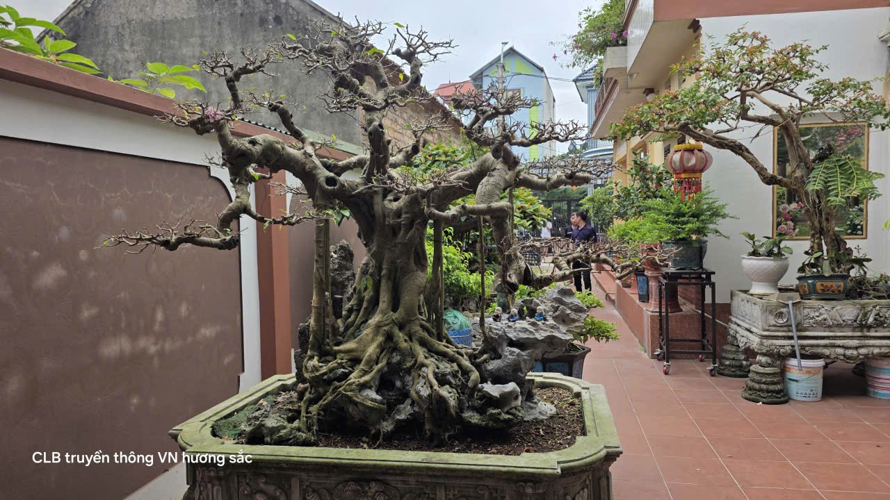 Không gian sống xanh và tình yêu bonsai gần 30 năm của nghệ nhân Phùng Văn Thường