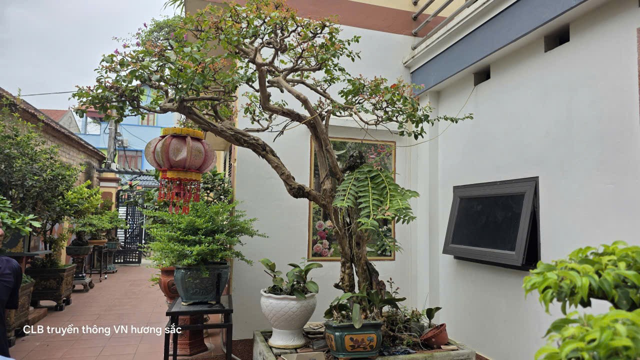 Không gian sống xanh và tình yêu bonsai gần 30 năm của nghệ nhân Phùng Văn Thường