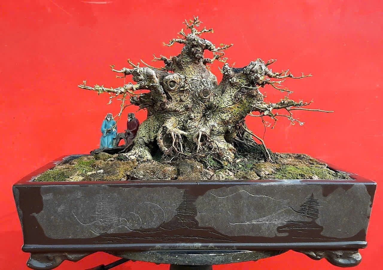“Quê Nhà” – Khi bonsai kể chuyện làng quê “Quê Nhà” – Khi bonsai kể chuyện làng quê
