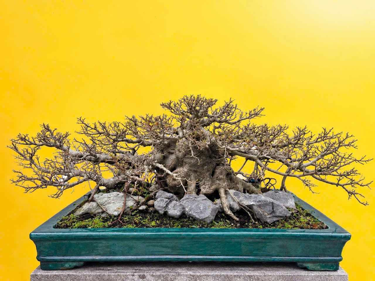 “Quê Nhà” – Khi bonsai kể chuyện làng quê “Quê Nhà” – Khi bonsai kể chuyện làng quê