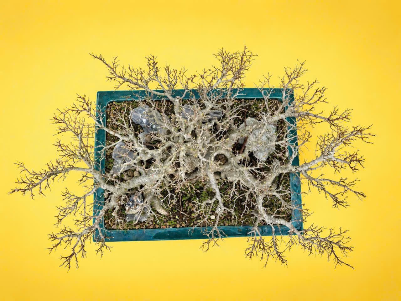 “Quê Nhà” – Khi bonsai kể chuyện làng quê “Quê Nhà” – Khi bonsai kể chuyện làng quê