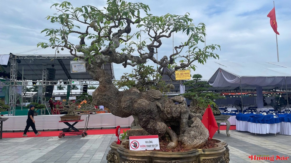 Quảng Ngãi: Hội tụ tinh hoa sinh vật cảnh các vùng miền Quảng Ngãi: Hội tụ tinh hoa sinh vật cảnh các vùng miền