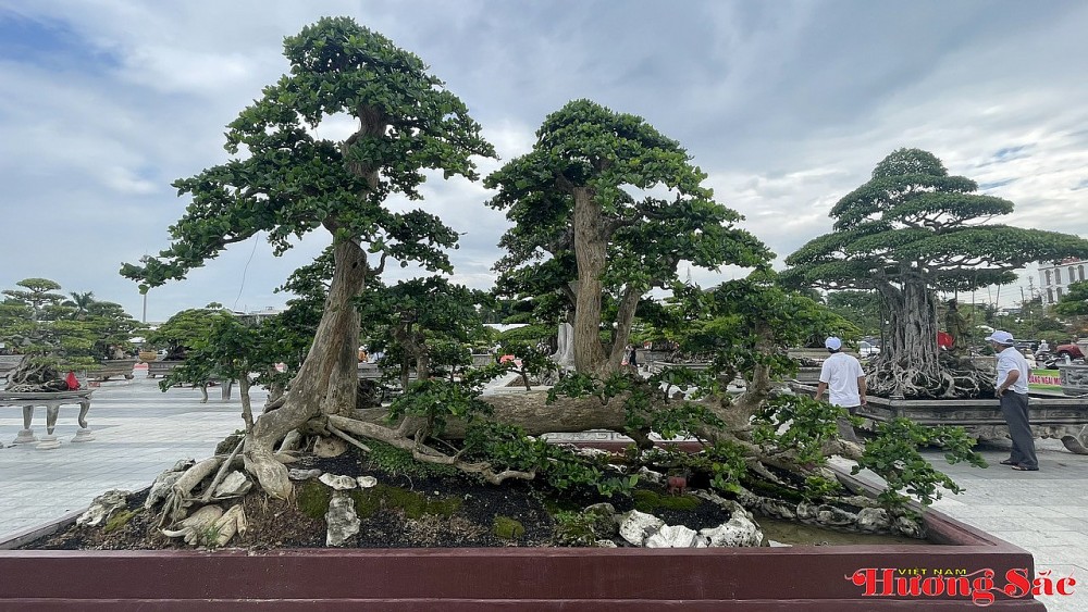 Quảng Ngãi: Hội tụ tinh hoa sinh vật cảnh các vùng miền Quảng Ngãi: Hội tụ tinh hoa sinh vật cảnh các vùng miền