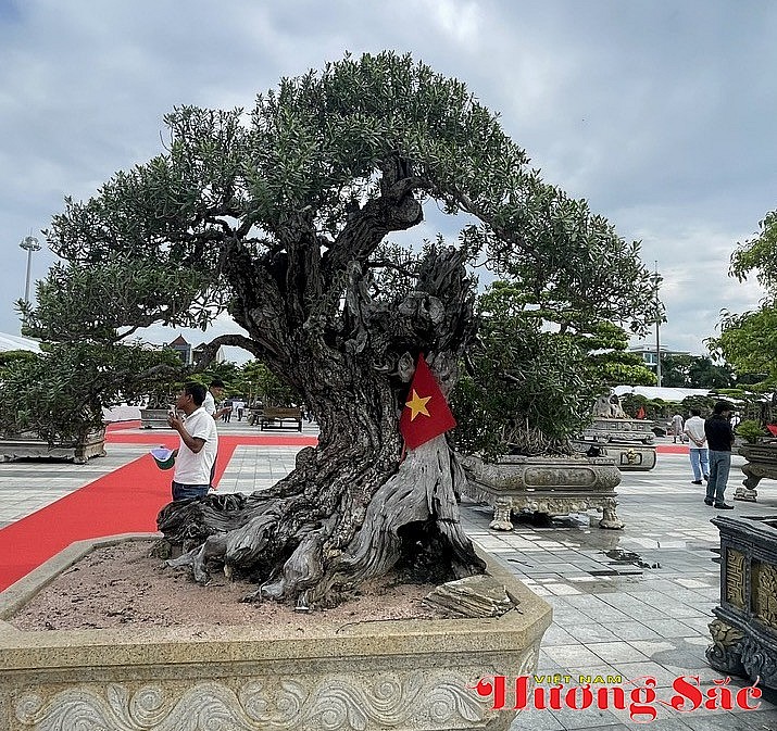 Quảng Ngãi: Hội tụ tinh hoa sinh vật cảnh các vùng miền Quảng Ngãi: Hội tụ tinh hoa sinh vật cảnh các vùng miền