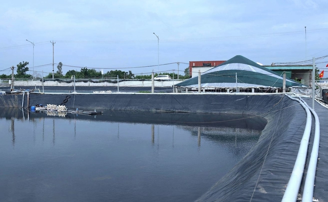 Vay gần 4 tỷ đồng nuôi tôm công nghệ cao, nông dân Nghệ An trở thành tỷ phú Vay gần 4 tỷ đồng nuôi tôm công nghệ cao, nông dân Nghệ An trở thành tỷ phú