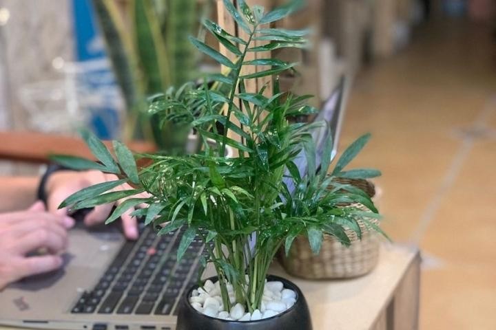 5 loại cây phong thủy vừa đẹp vừa mang ý nghĩa tài lộc, may mắn 5 loại cây phong thủy vừa đẹp vừa mang ý nghĩa tài lộc, may mắn