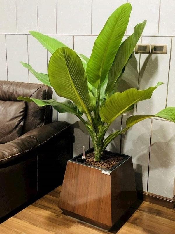 5 loại cây phong thủy vừa đẹp vừa mang ý nghĩa tài lộc, may mắn 5 loại cây phong thủy vừa đẹp vừa mang ý nghĩa tài lộc, may mắn