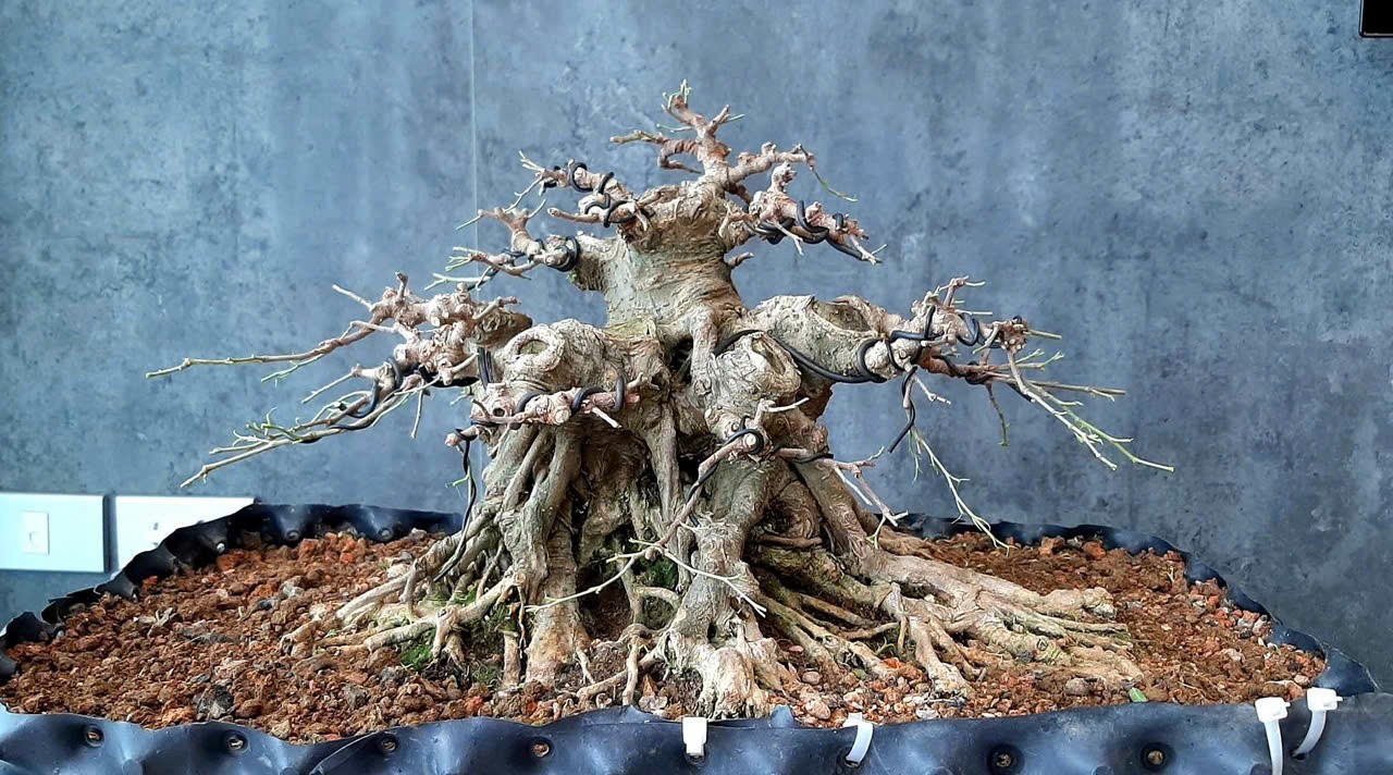 Bình An- Khi một cái cây trở thành dấu ấn của một tư duy