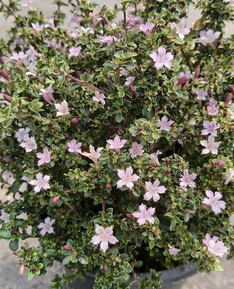 Chỉ một chậu nhỏ trong nhà, loài cây này được ví như mang hỉ sự đến cửa