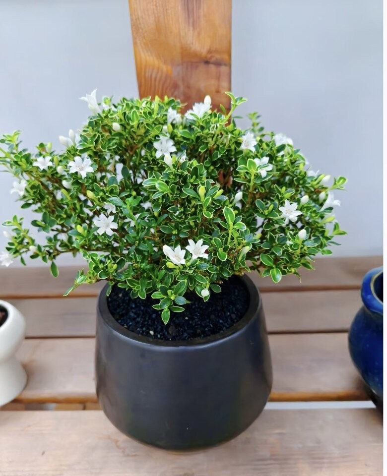 Chỉ một chậu nhỏ trong nhà, loài cây này được ví như mang hỉ sự đến cửa