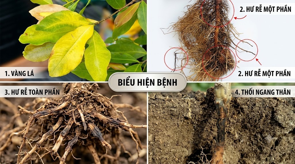 Kỹ thuật cải tạo đất, phục hồi cây có múi bị vàng lá, thối rễ