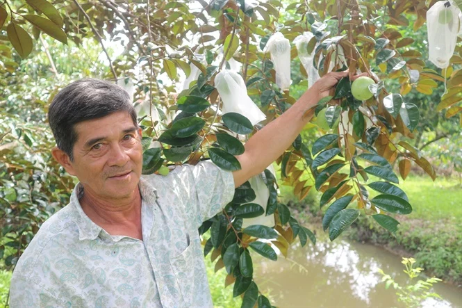 Lão nông Cần Thơ và hành trình đổi cây, đổi vận Lão nông Cần Thơ và hành trình đổi cây, đổi vận