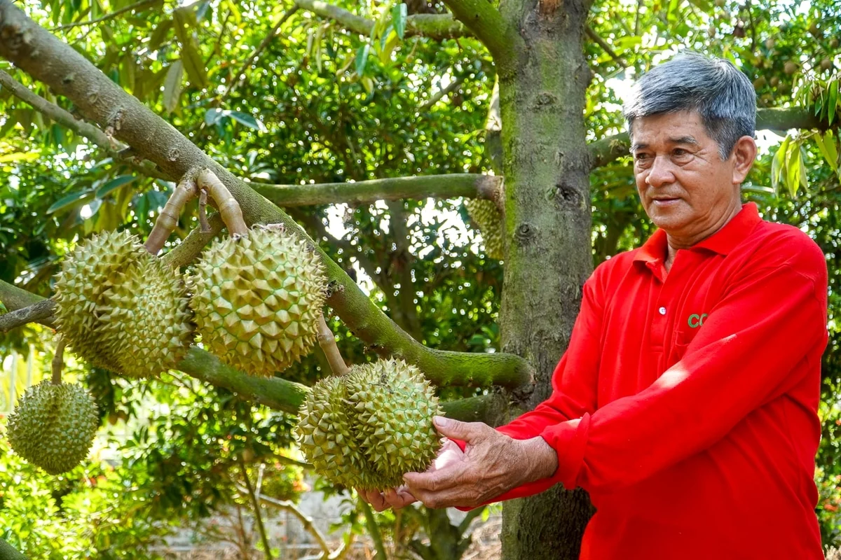 Lão nông Cần Thơ và hành trình đổi cây, đổi vận Lão nông Cần Thơ và hành trình đổi cây, đổi vận
