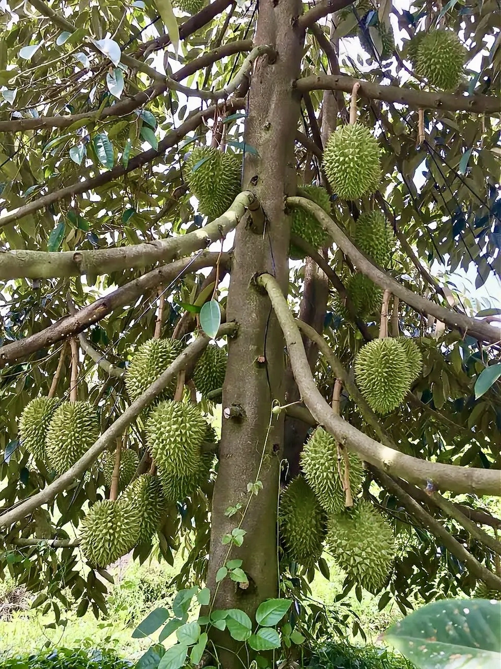 Lão nông Cần Thơ và hành trình đổi cây, đổi vận Lão nông Cần Thơ và hành trình đổi cây, đổi vận