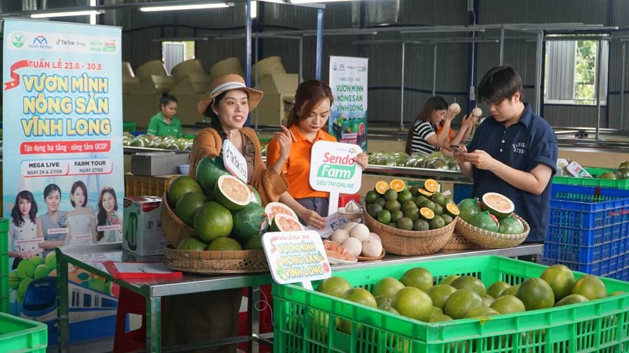 Làng mai Phước Định: Thăng trầm bên những gốc mai bạc tỷ Làng mai Phước Định: Thăng trầm bên những gốc mai bạc tỷ