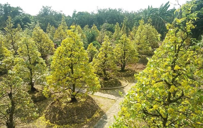 Làng mai Phước Định: Thăng trầm bên những gốc mai bạc tỷ Làng mai Phước Định: Thăng trầm bên những gốc mai bạc tỷ