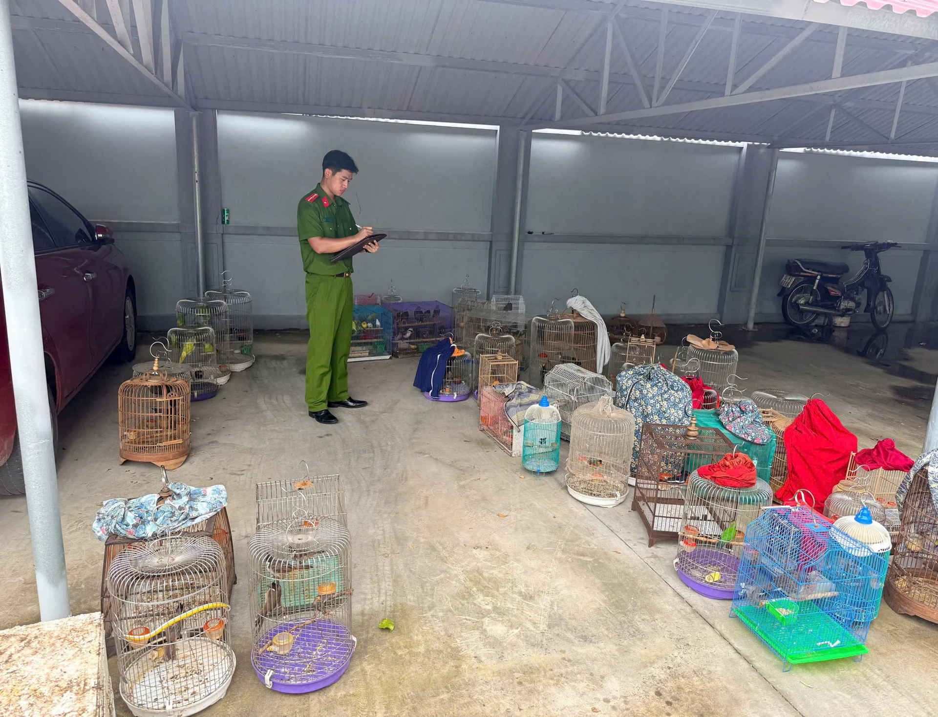 Tạm giữ 19 cá thể chim hoang dã không có giấy tờ chứng minh nguồn gốc tại Hưng Yên Tạm giữ 19 cá thể chim hoang dã không có giấy tờ chứng minh nguồn gốc tại Hưng Yên