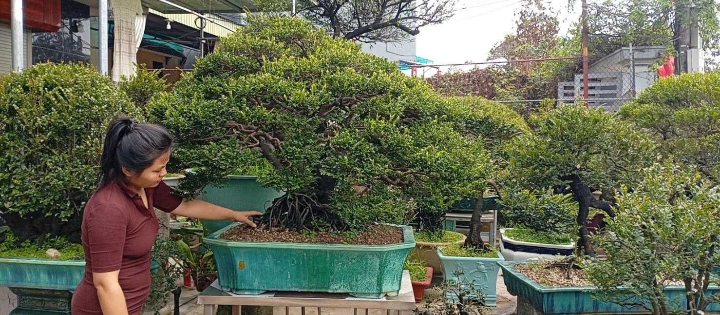 Tùng đen Quảng Ninh – Dấu tích nguồn gen đã rời rừng Tùng đen Quảng Ninh – Dấu tích nguồn gen đã rời rừng