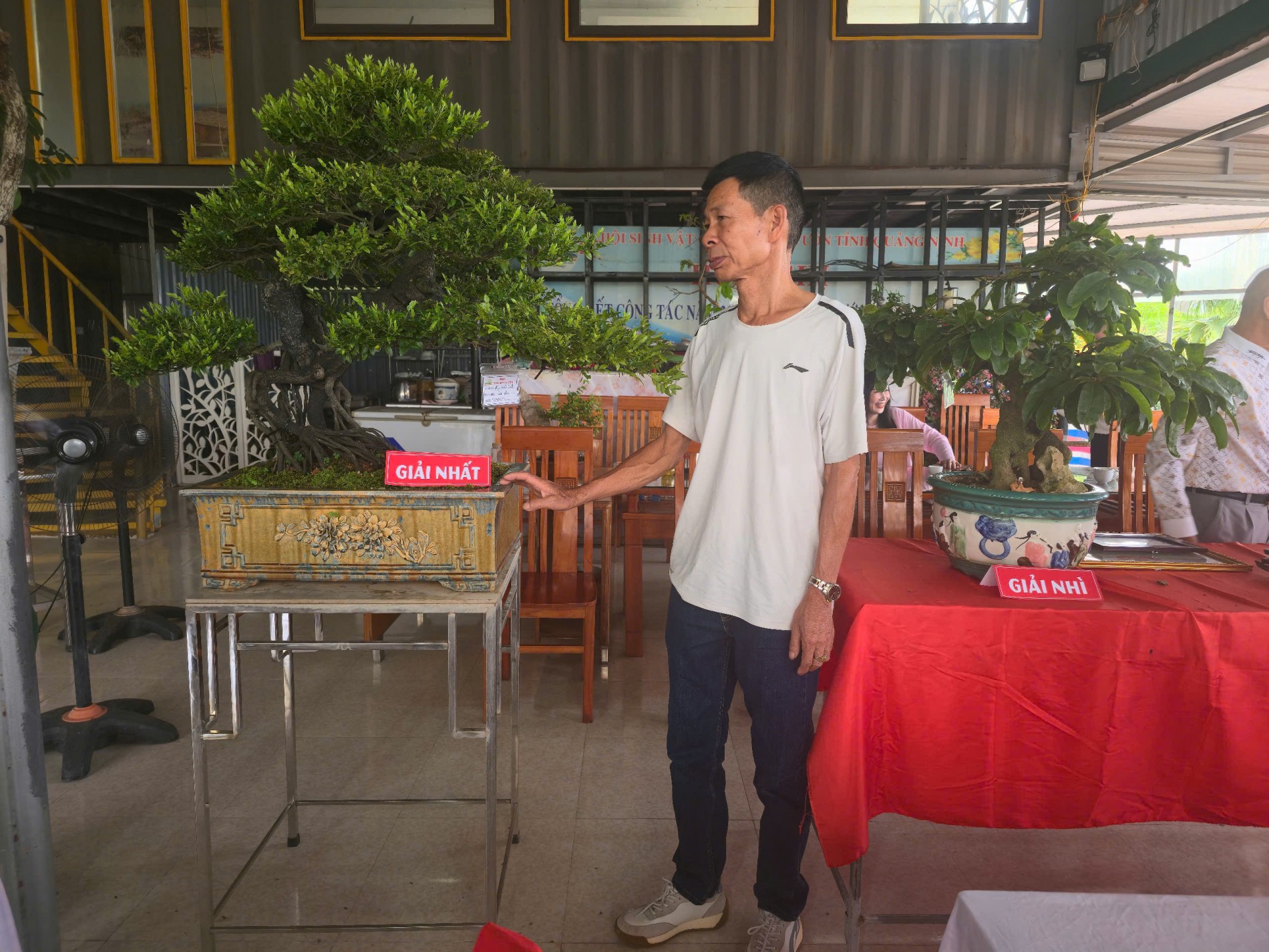 Tùng đen Quảng Ninh – Dấu tích nguồn gen đã rời rừng Tùng đen Quảng Ninh – Dấu tích nguồn gen đã rời rừng