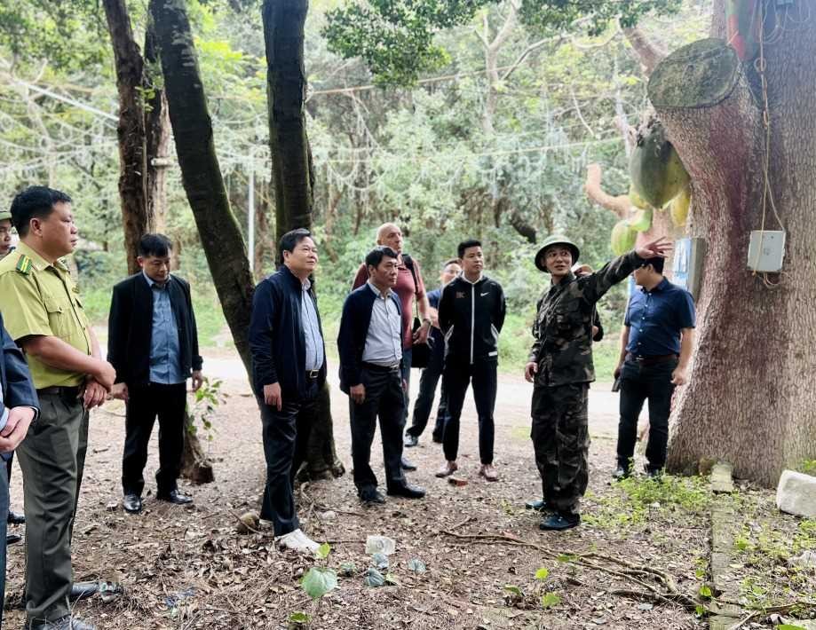 Tùng đen Quảng Ninh – Dấu tích nguồn gen đã rời rừng Tùng đen Quảng Ninh – Dấu tích nguồn gen đã rời rừng