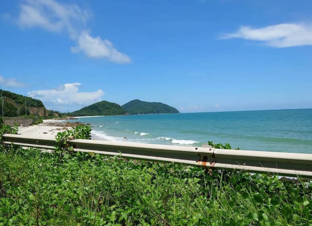 Tùng đen Quảng Ninh – Dấu tích nguồn gen đã rời rừng Tùng đen Quảng Ninh – Dấu tích nguồn gen đã rời rừng