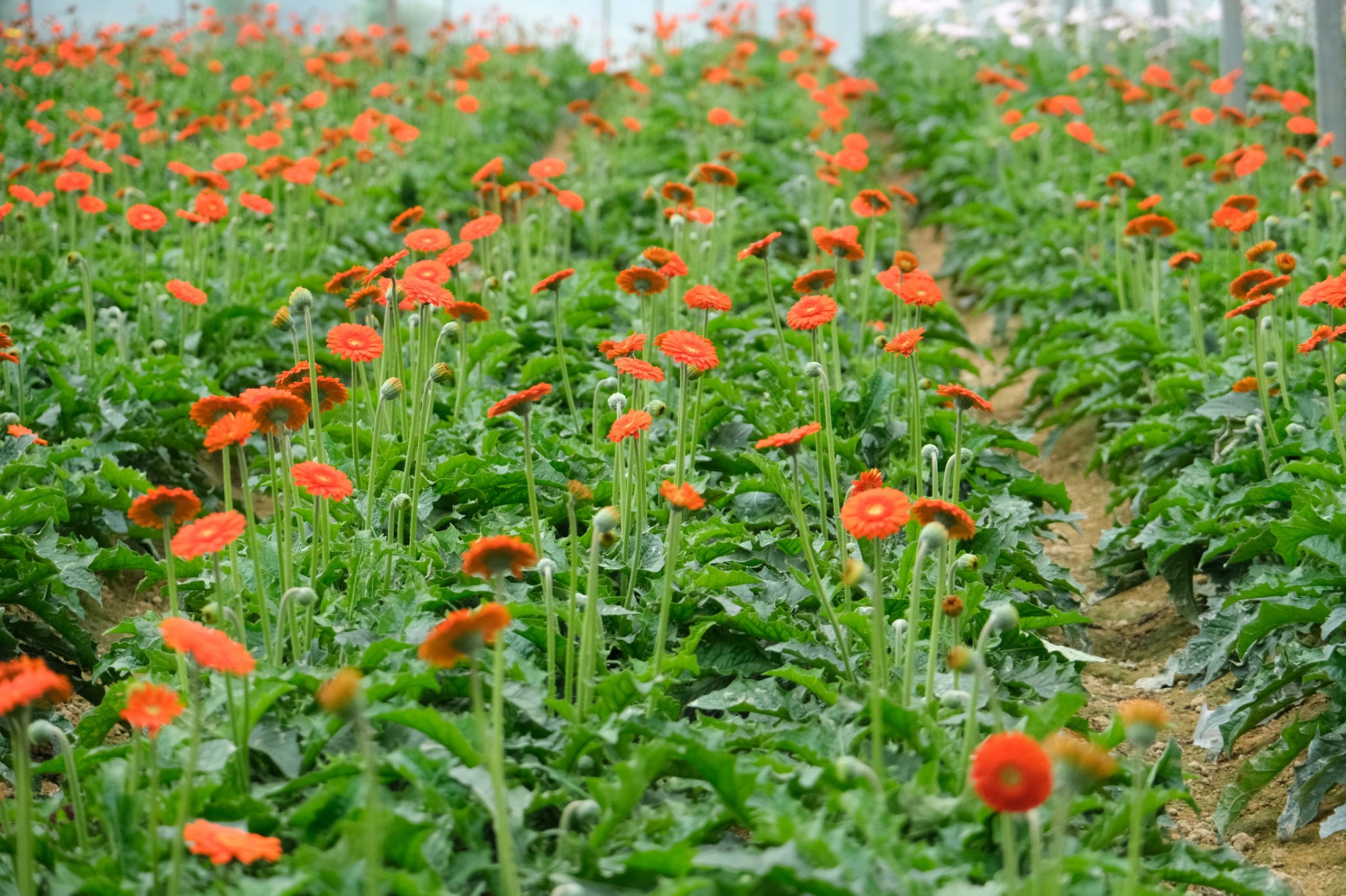 Festival Hoa Đà Lạt mở rộng không gian, kết nối chuỗi giá trị ngành hoa