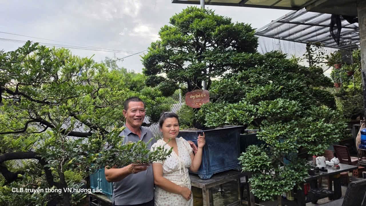 Tùng đen Quảng Ninh – từ dáng cây đến giá trị sinh vật cảnh Tùng đen Quảng Ninh – từ dáng cây đến giá trị sinh vật cảnh