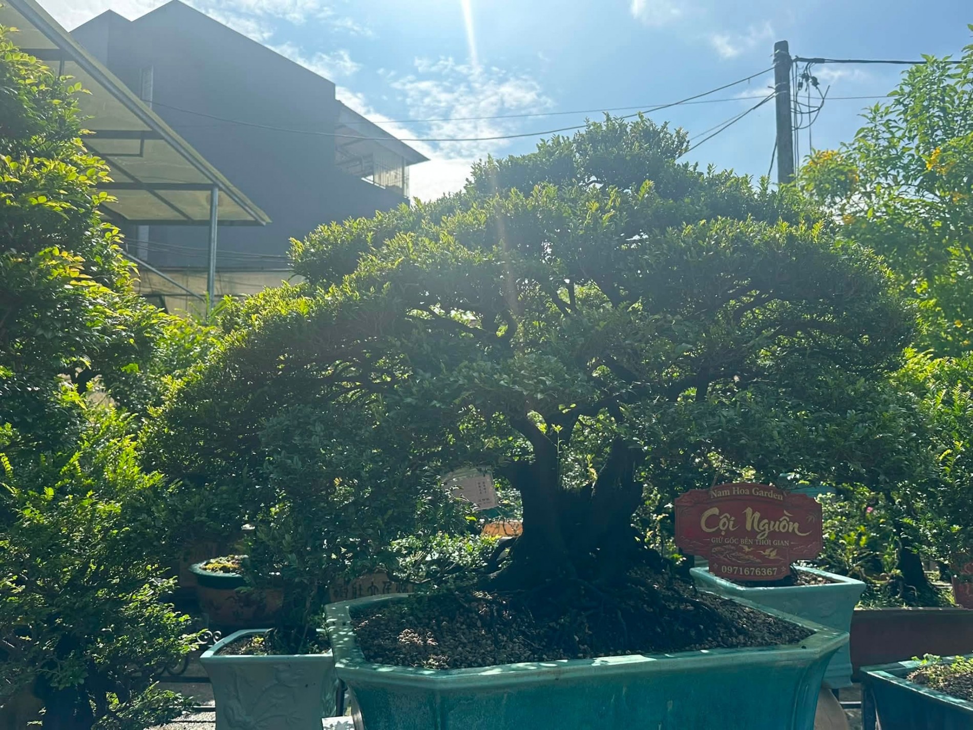Tùng đen Quảng Ninh – từ dáng cây đến giá trị sinh vật cảnh Tùng đen Quảng Ninh – từ dáng cây đến giá trị sinh vật cảnh